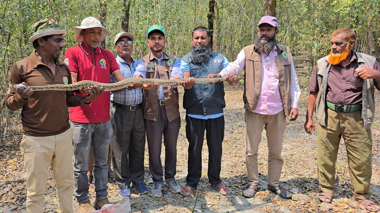 পাথরঘাটায় ৬ হাত লম্বা অজগর সাপ উদ্ধার