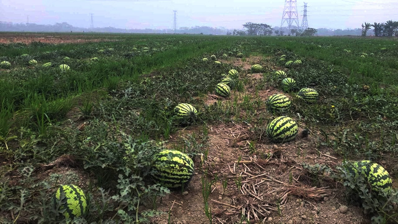 ক্রেতা সঙ্কটে তরমুজ নিয়ে বিপাকে আমতলীর কৃষকরা
