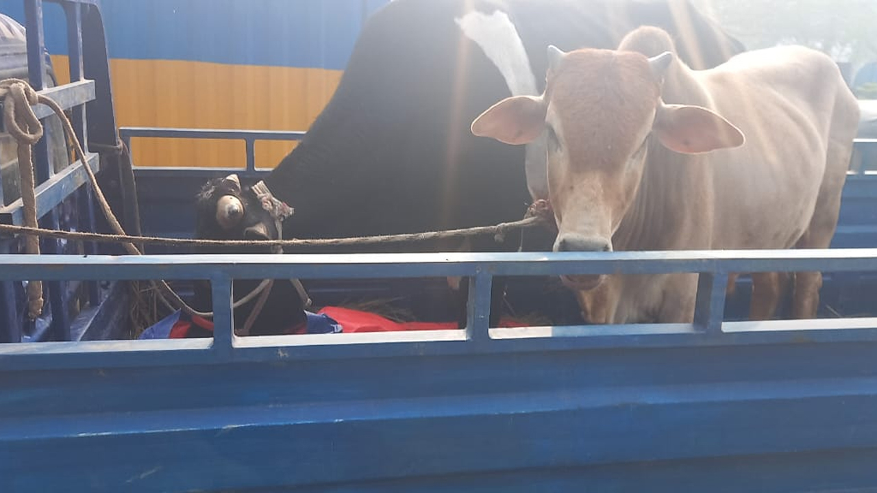 চুরি যাওয়া ষাঁড় গরু উদ্ধার