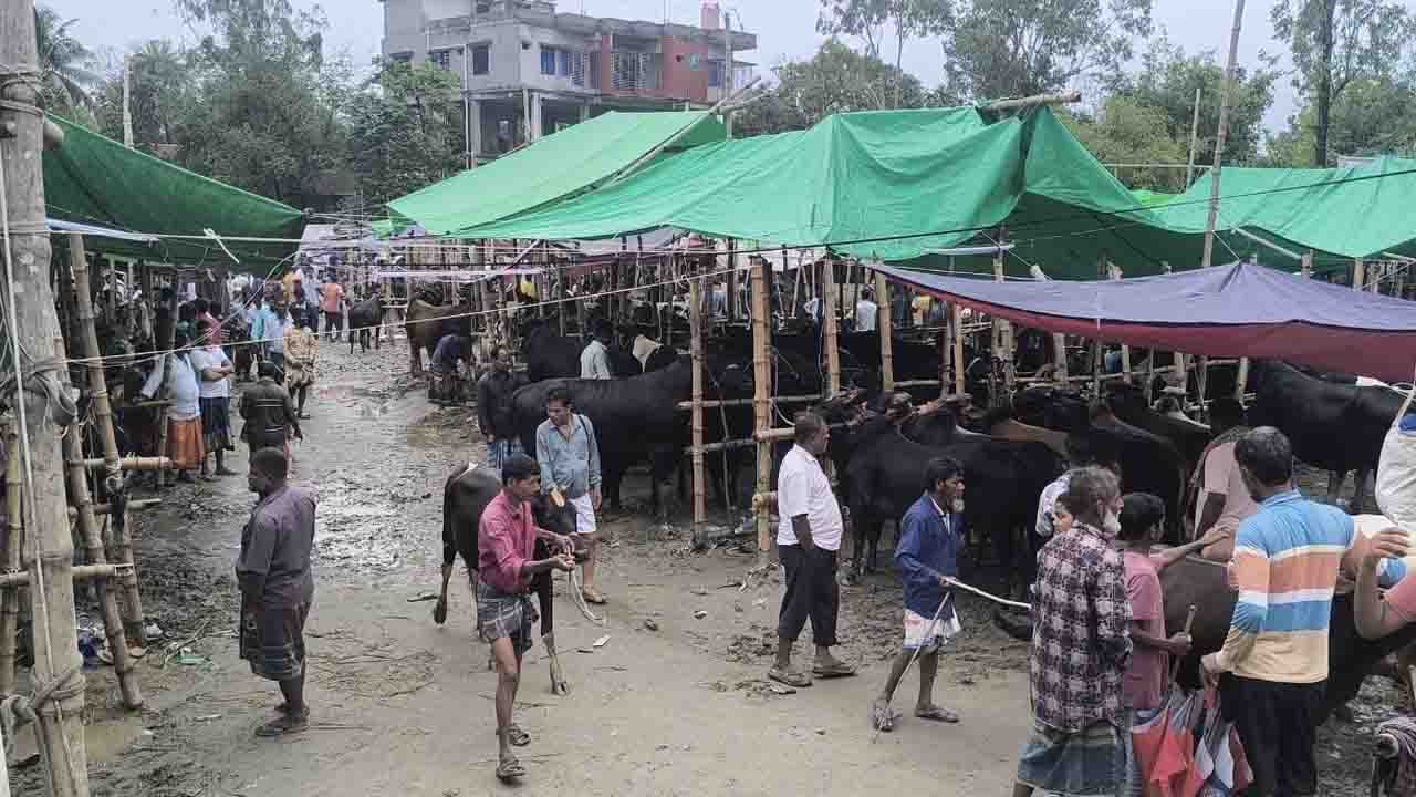 গরুর হাট