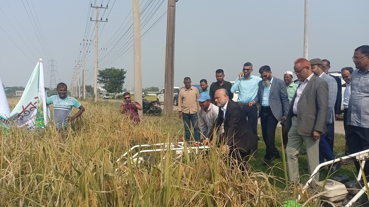 নিজের হাতে বীজ ধান কেটে উদ্বোধন করলেন বাকৃবি ভিসি