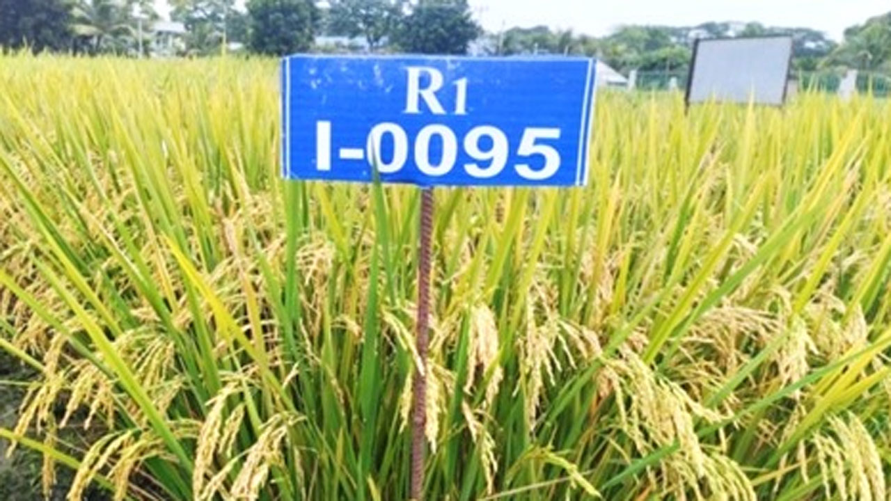 ধান ক্ষেত