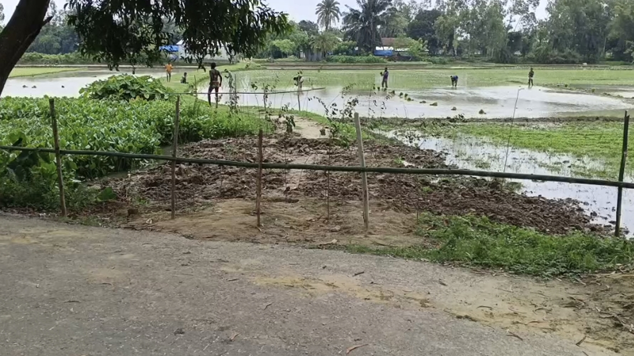 বেড়া দিয়ে রাস্তা বন্ধ এবং মাটি কেটে গাছের চারা লাগিয়ে রাস্তার জায়গা দখলে নেন বিএনপি নেতা