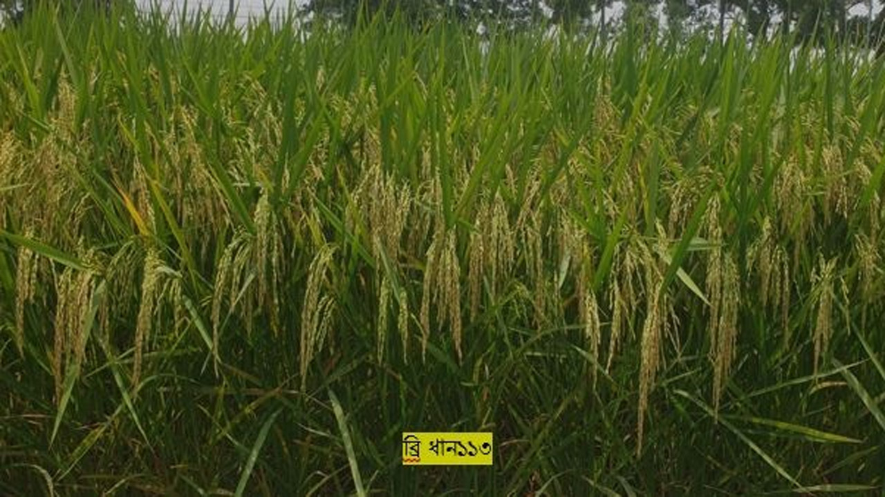 ২৯ ধানের বিকল্প ব্রি১১৩ চাষে অনুমোদন