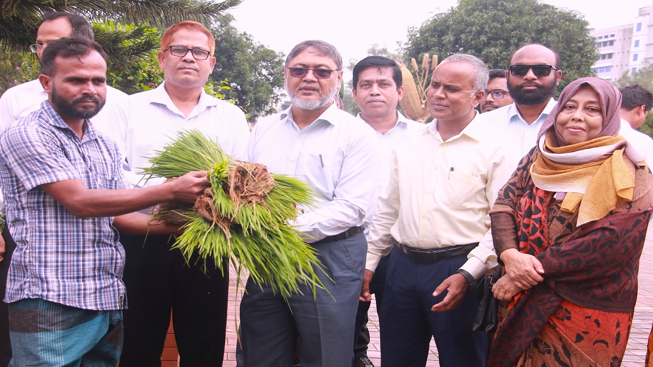 ব্রি’তে জুলাই বিপ্লব উপলক্ষে কৃষকের মাঝে ধানের চারা বিতরণ