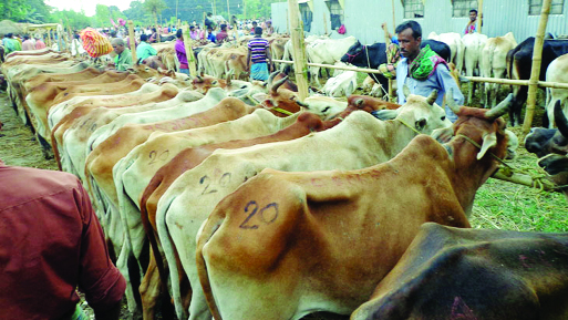 জৈন্তাপুর উপজেলায় দরবস্ত বাজারে বহাল থাকা অস্থায়ী পশুর হাট
