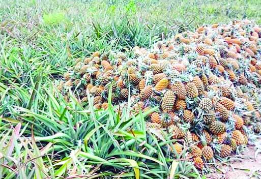 ক্ষেত থেকে তুলে বাজারজাতের জন্য স্তূপ করা আনারস : নয়া দিগন্ত