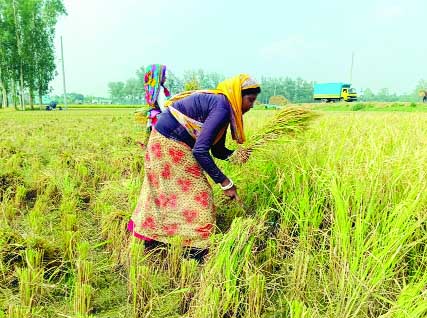 বদলগাছীতে পাকা ধান কাটছেন নারী শ্রমিকরা : নয়া দিগন্ত