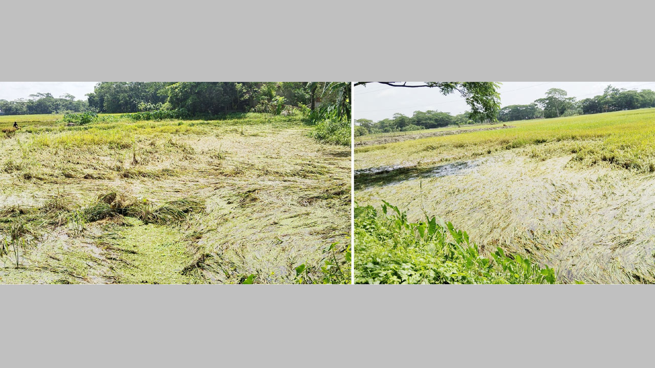 অতিবৃষ্টি ও দমকা হাওয়ায় নুয়ে পড়েছে ধান