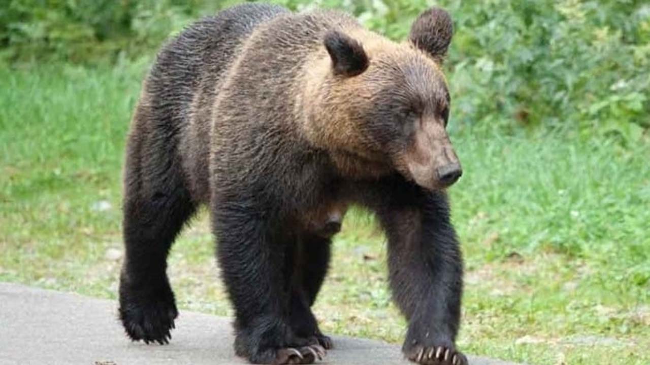 ভালুকের হামলায় সাতজন নিহত