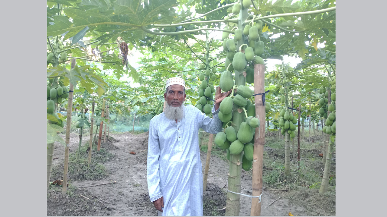 ফরিদপুরের ভাঙ্গায় পেঁপে চাষে স্বাবলম্বী কৃষক নিজাম উদ্দিন