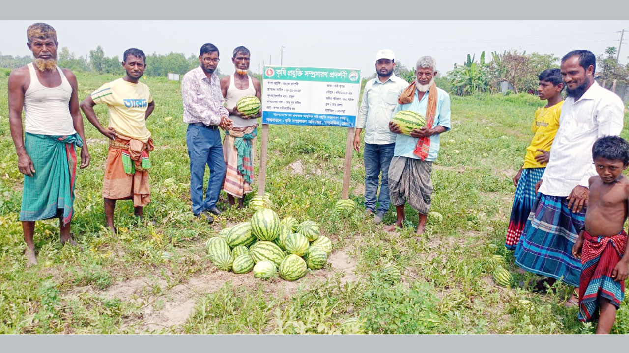 তজুমদ্দিনে পতিত জমিতে তরমুজের বাম্পার ফলন