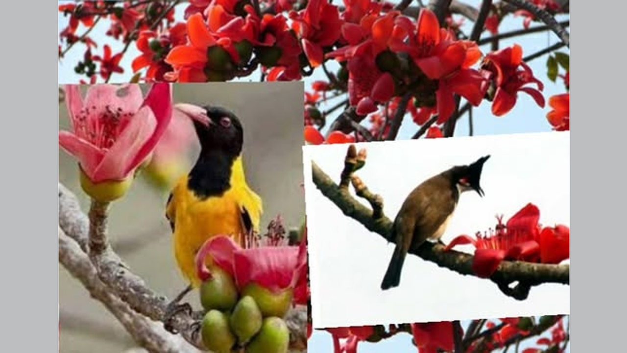 শিমুল ফুলের আভায় বুলবুলি পাখি