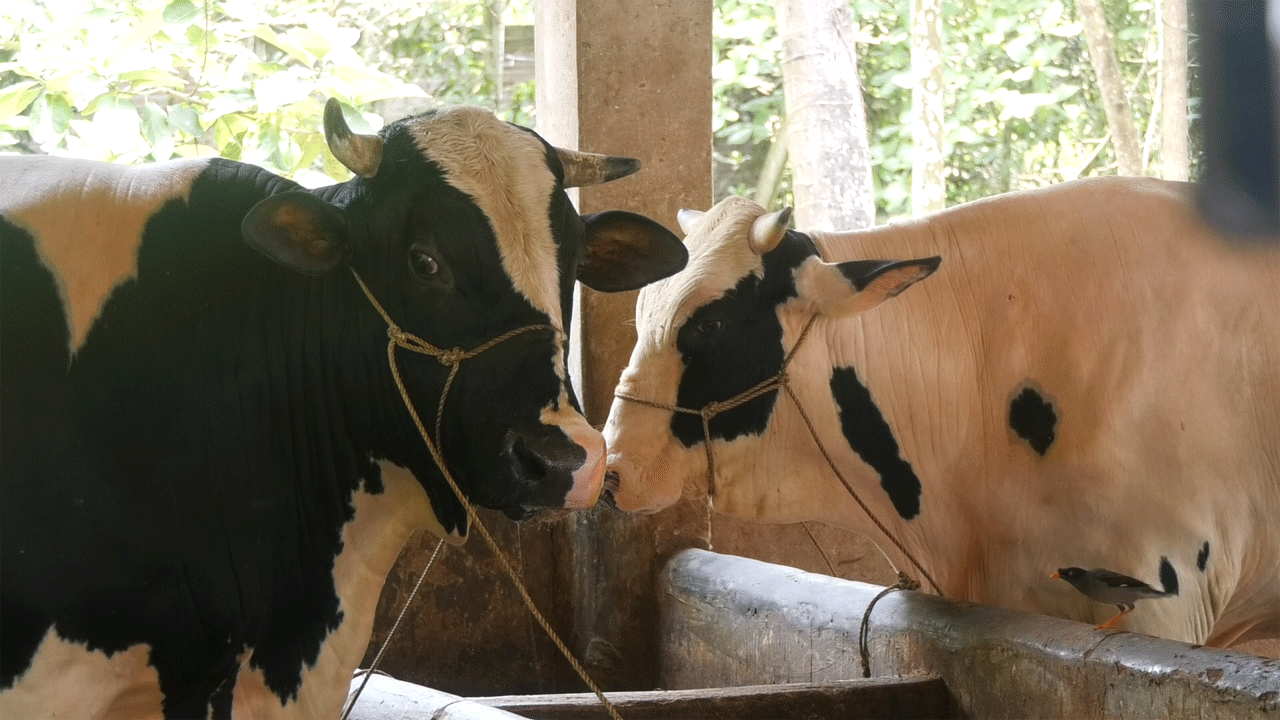 দুলাল বেপারির কালাচান ও সাদাচান