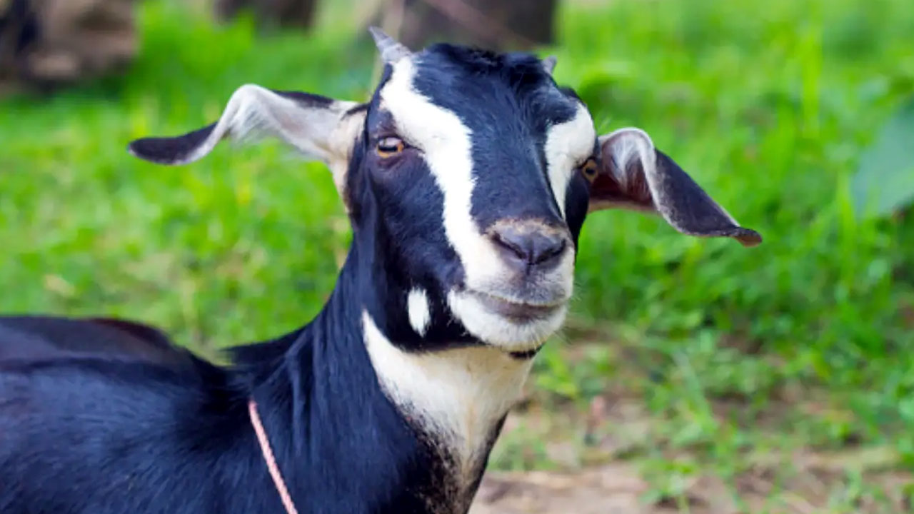 ব্লাক বেঙ্গল জাতের ছাগল