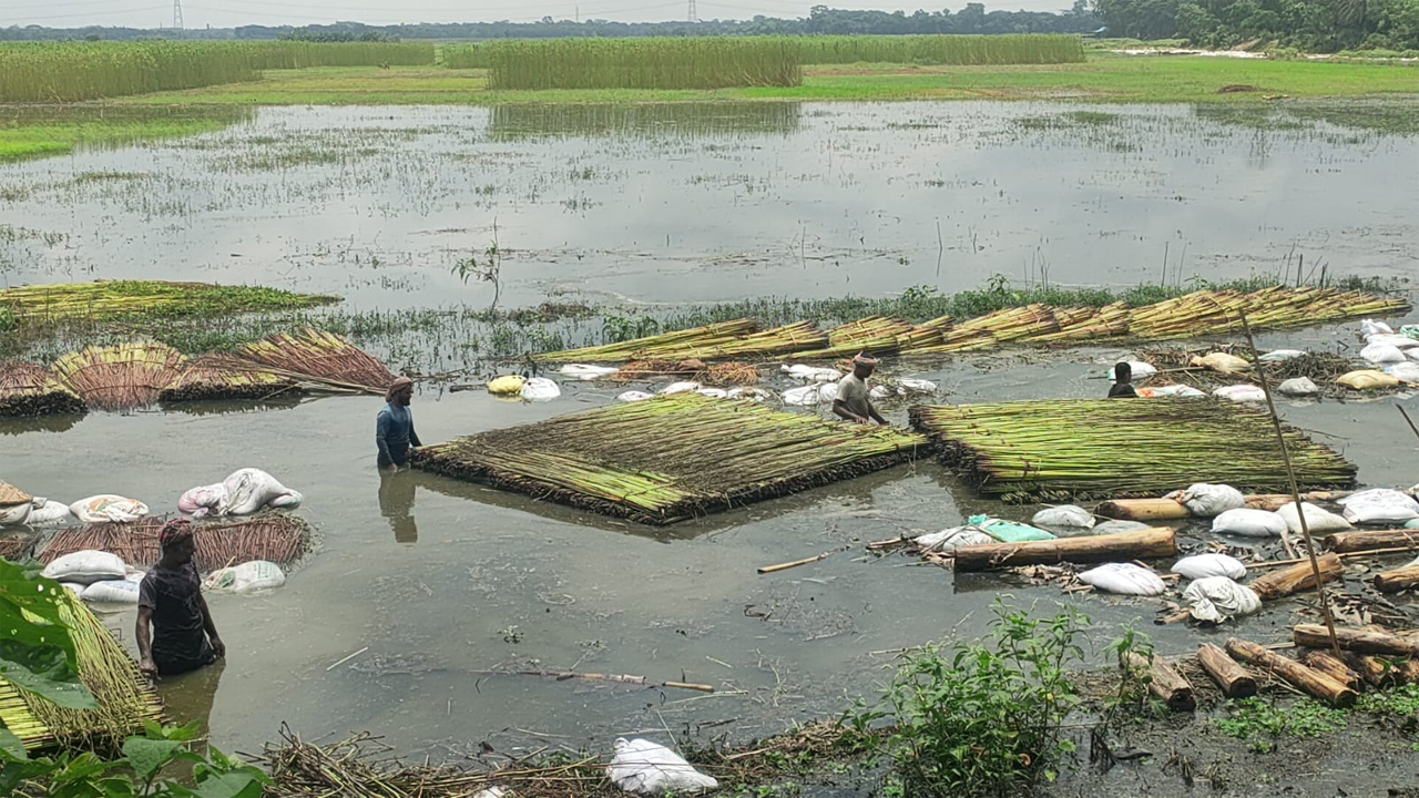 পানিতে পাট পচাতে রাখছেন চাষিরা