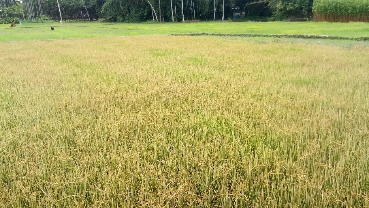 পঞ্চগড়ে ভুল কীটনাশক প্রয়োগে পুড়ে গেছে কৃষকের ধানের চারা