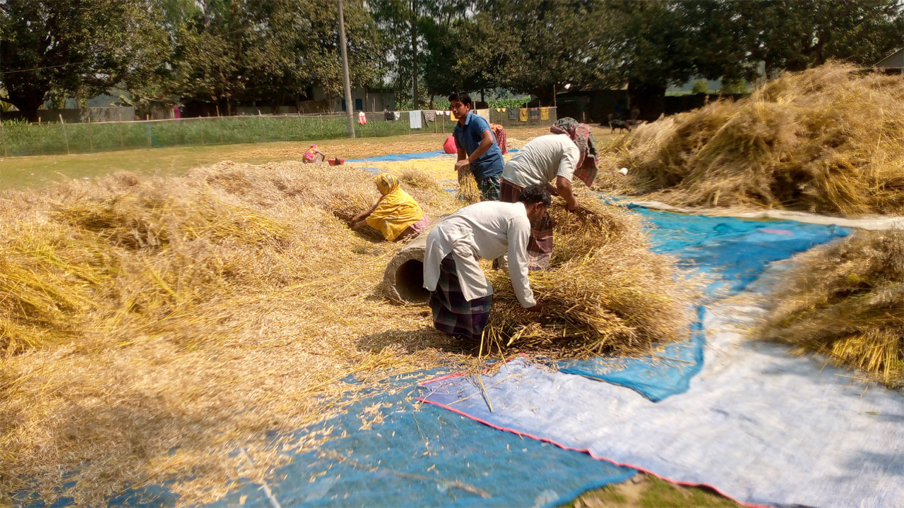 সরিষা মাড়াইয়ে ব্যস্ত কৃষকরা