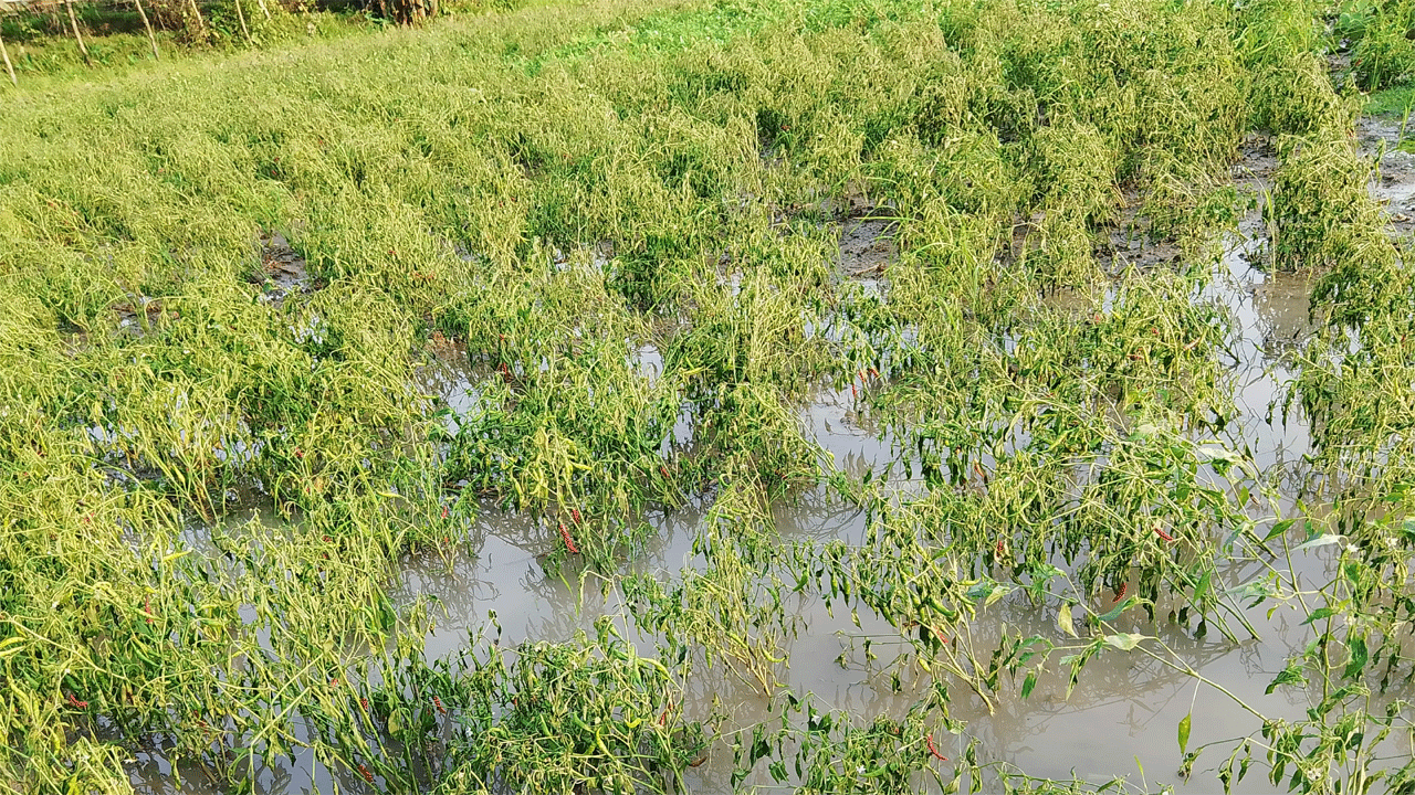 বৃষ্টিতে তলিয়ে যাওয়া ফসল