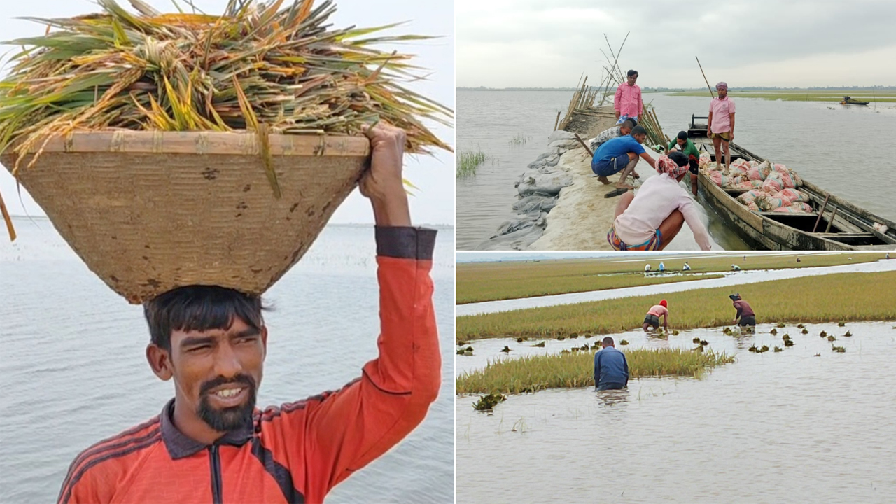 সুনামগঞ্জে বোরো ফসল ডুবছে, কৃষকের দুর্দশা