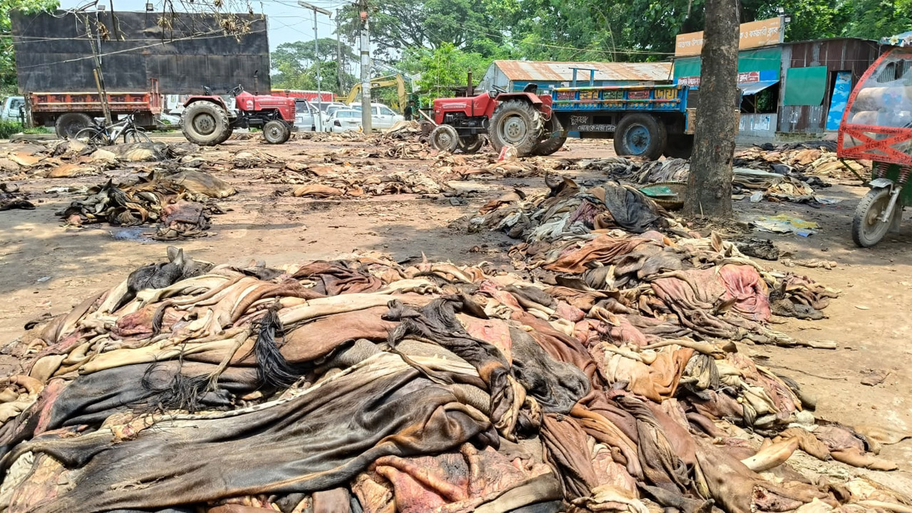 বাজারে পড়ে আছে গরু, ছাগল ও মহিষের চামড়া