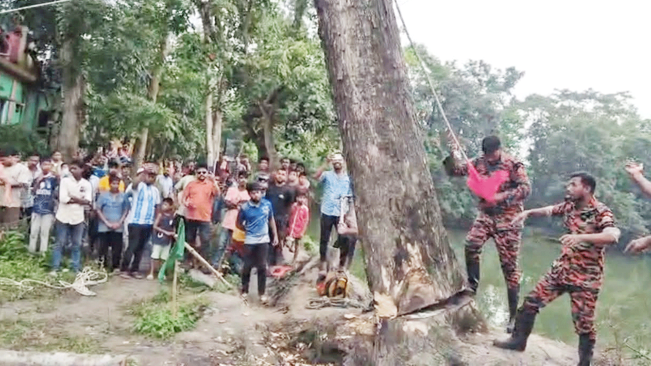 কেটে ফেলা হচ্ছে অলৌকিক দাবি করা সেই কড়ই গাছটি