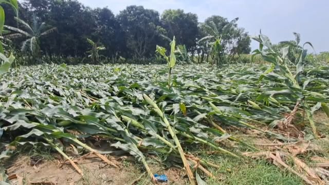 ক্ষতিগ্রস্ত ফসলের মাঠ