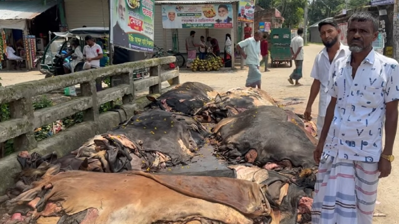 কোরবানির চামড়া ‘পানির দরে’ বিক্রি, বিপাকে মতলবের মৌসুমি ব্যবসায়ীরা