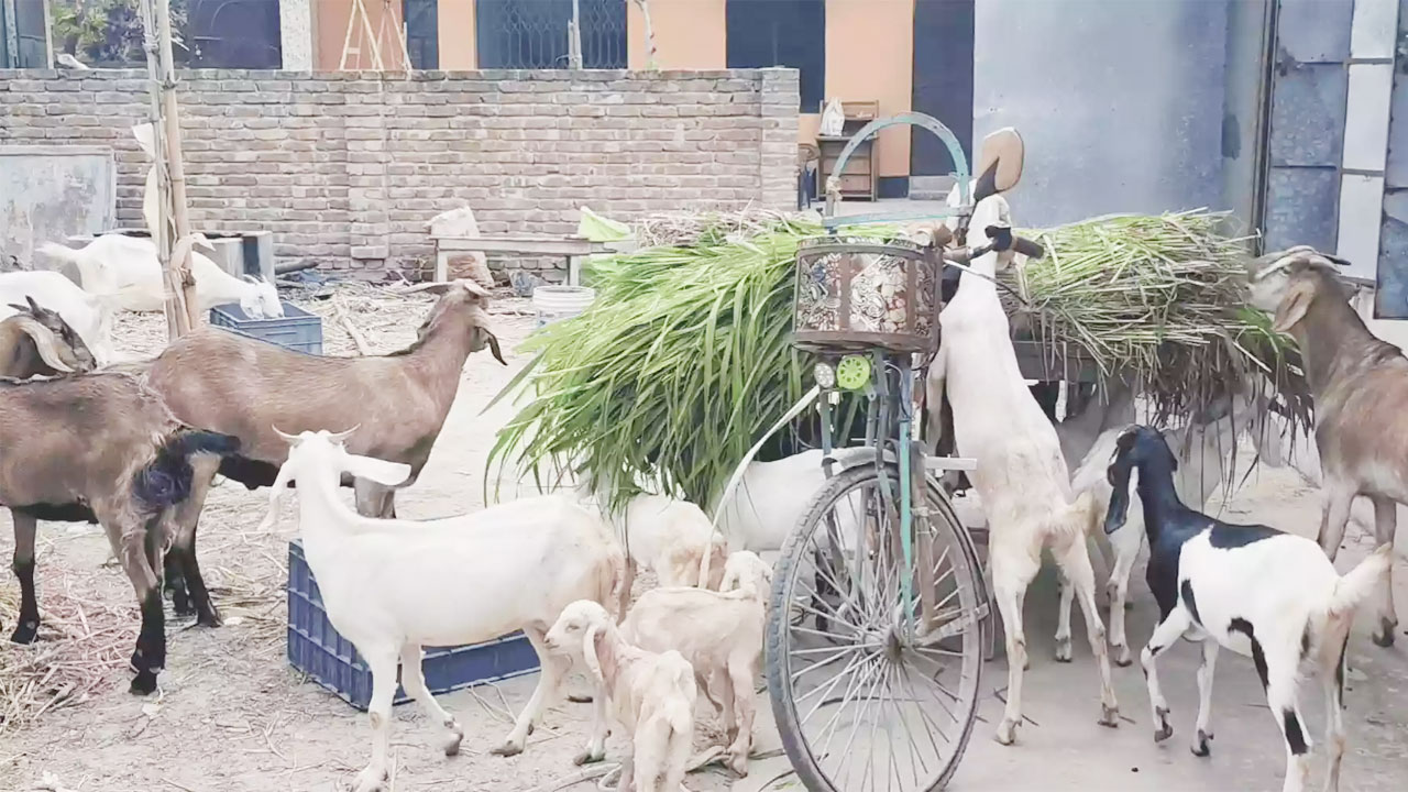 খামার ও বাড়িতে বাণিজ্যিকভাবে ছাগল ও ভেড়া লালন-পালন করা হচ্ছে