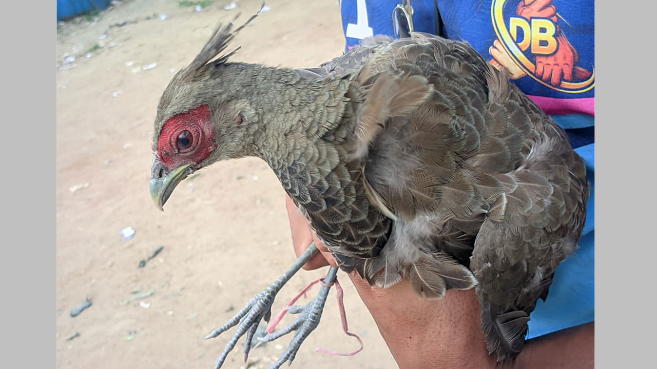 উদ্ধারকৃত বিলুপ্ত প্রজাতির মথুরা পাখি