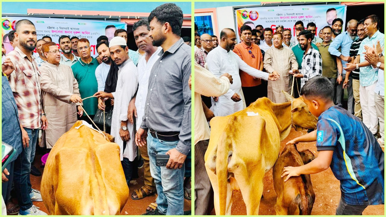 এমপি নুরুল আমিনের পক্ষ থেকে গরু বিতরণ