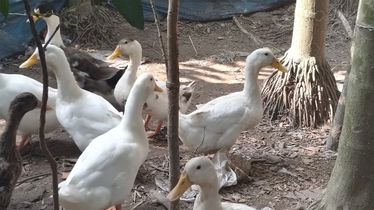 বেইজিং জাতের হাঁস