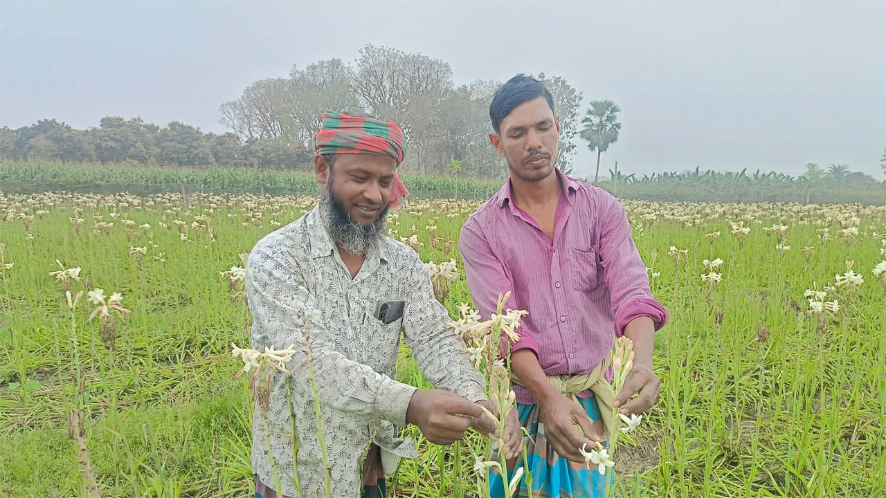 ফুল পরিচর্যা ও সংগ্রহের কাজে ব্যস্ত সময় পার করছেন শ্রমিকরা