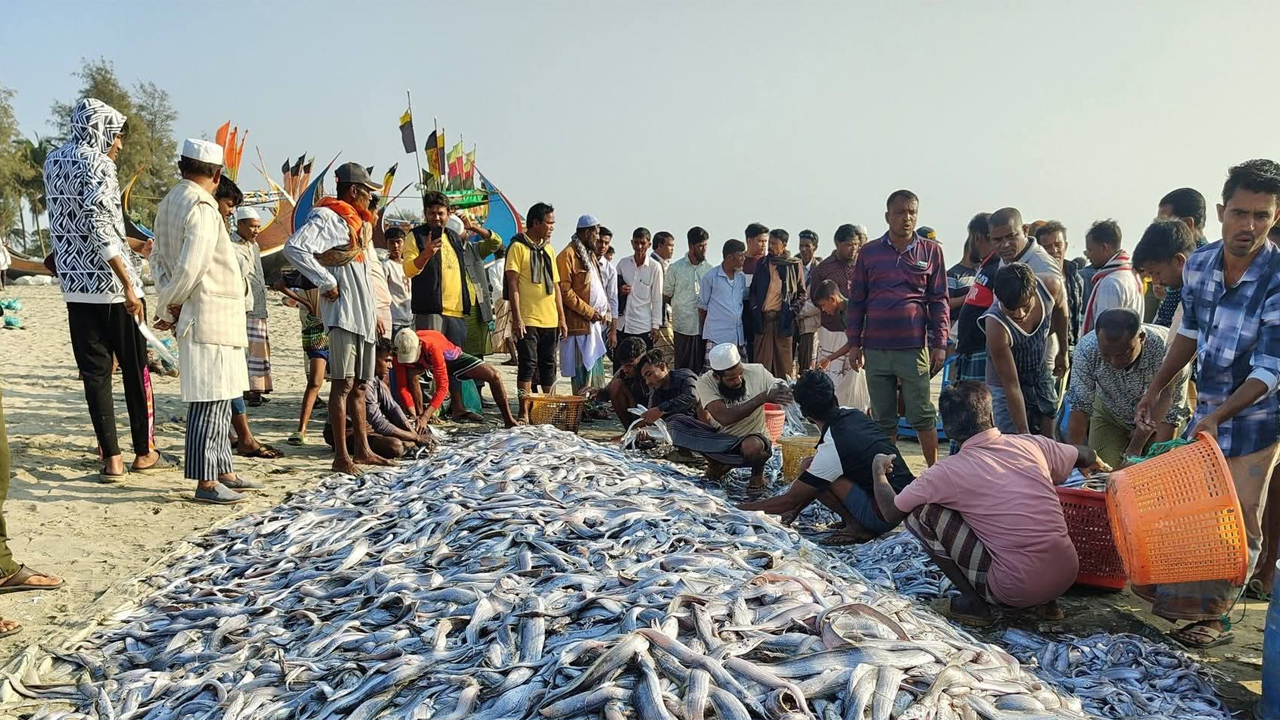 জেলের জালে ধরা পড়া  ছুরি মাছ