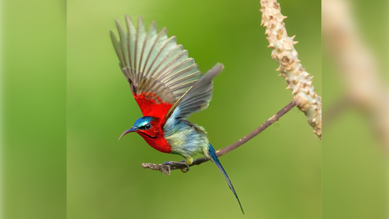 সিঁদুরে লাল মৌটুসি