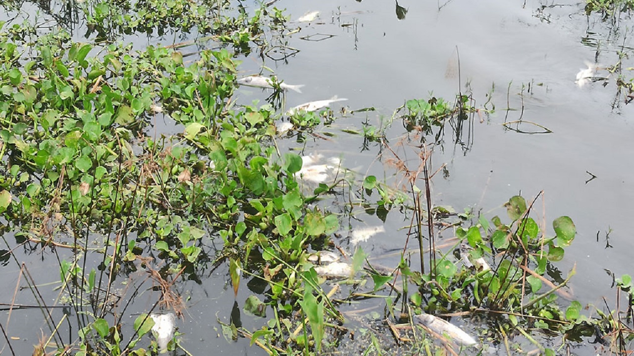 দলকা বিলে মাছের মৃত্যুমিছিল