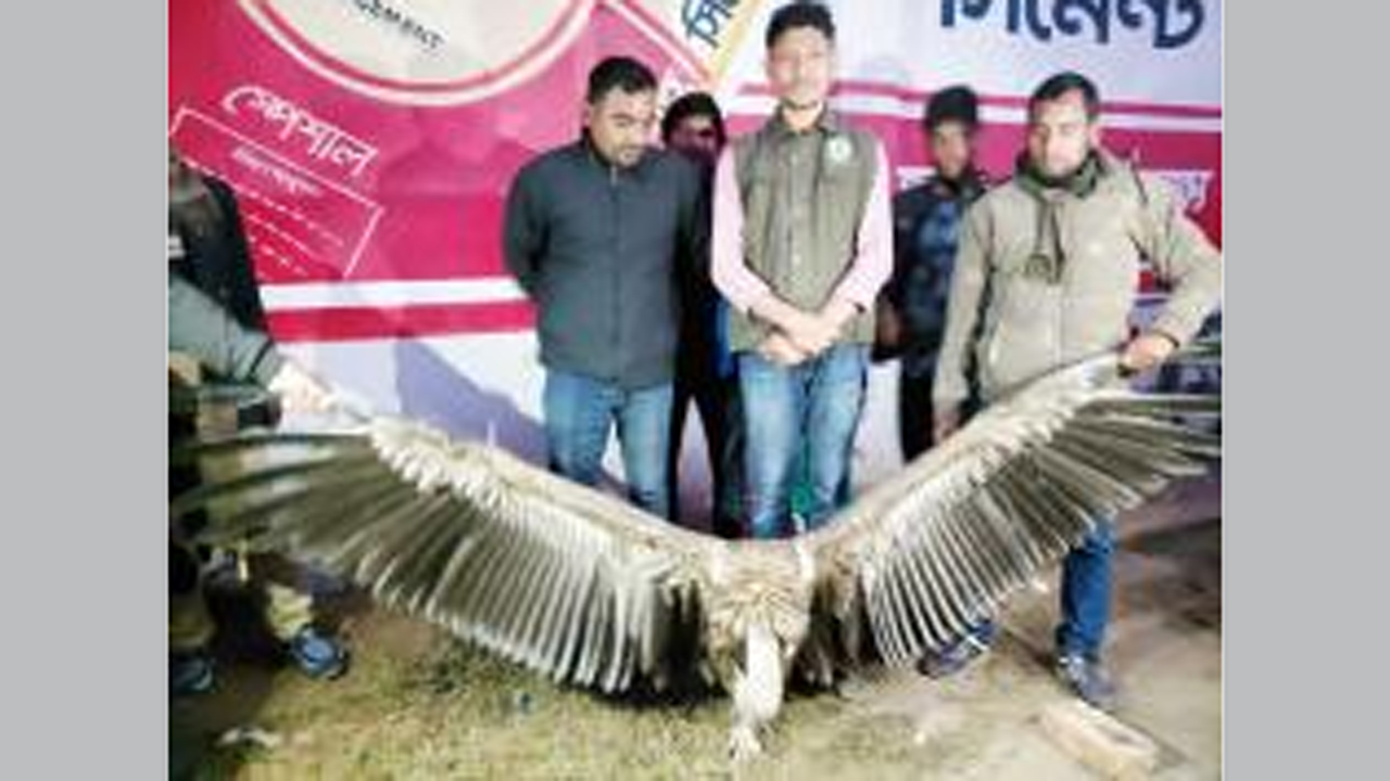 হিমালয়ান শকুন