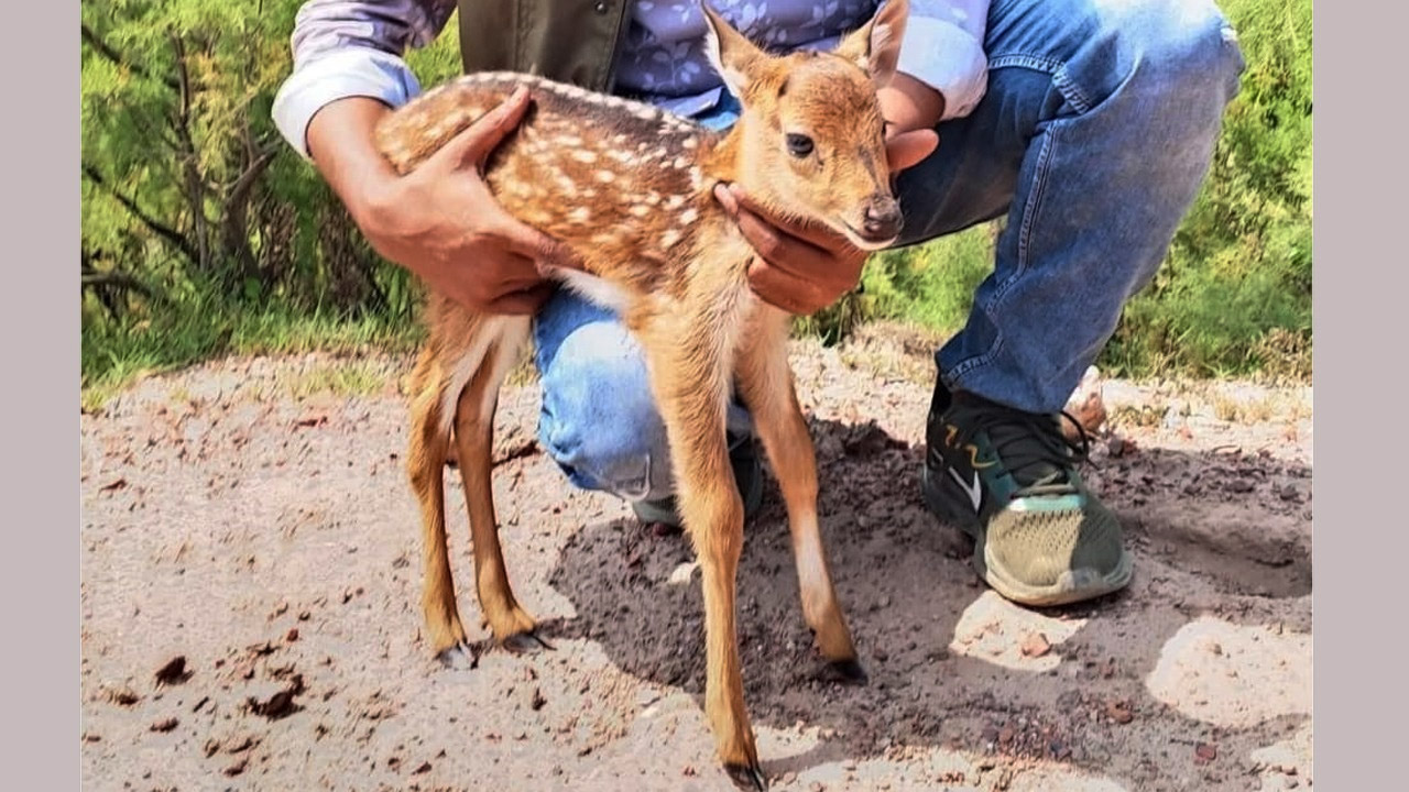 মিরসরাইয়ে লোকালয় থেকে হরিণের বাচ্চা উদ্ধার