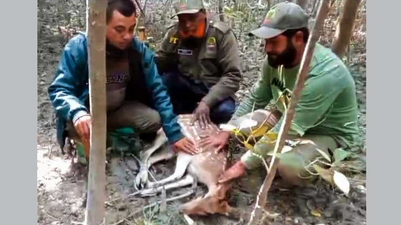 পূর্ব সুন্দরবনের শরণখোলা রেঞ্জের কচিখালী অভয়ারণ্য কেন্দ্রের ডিমের চর থেকে ফাঁদে আটকে পড়া হরিণ উদ্ধার করেন বনরক্ষীরা