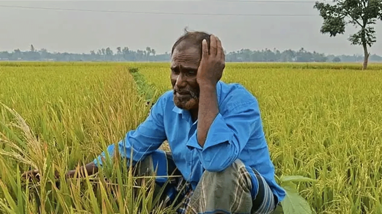 ধানক্ষেতে হতাশ কৃষক