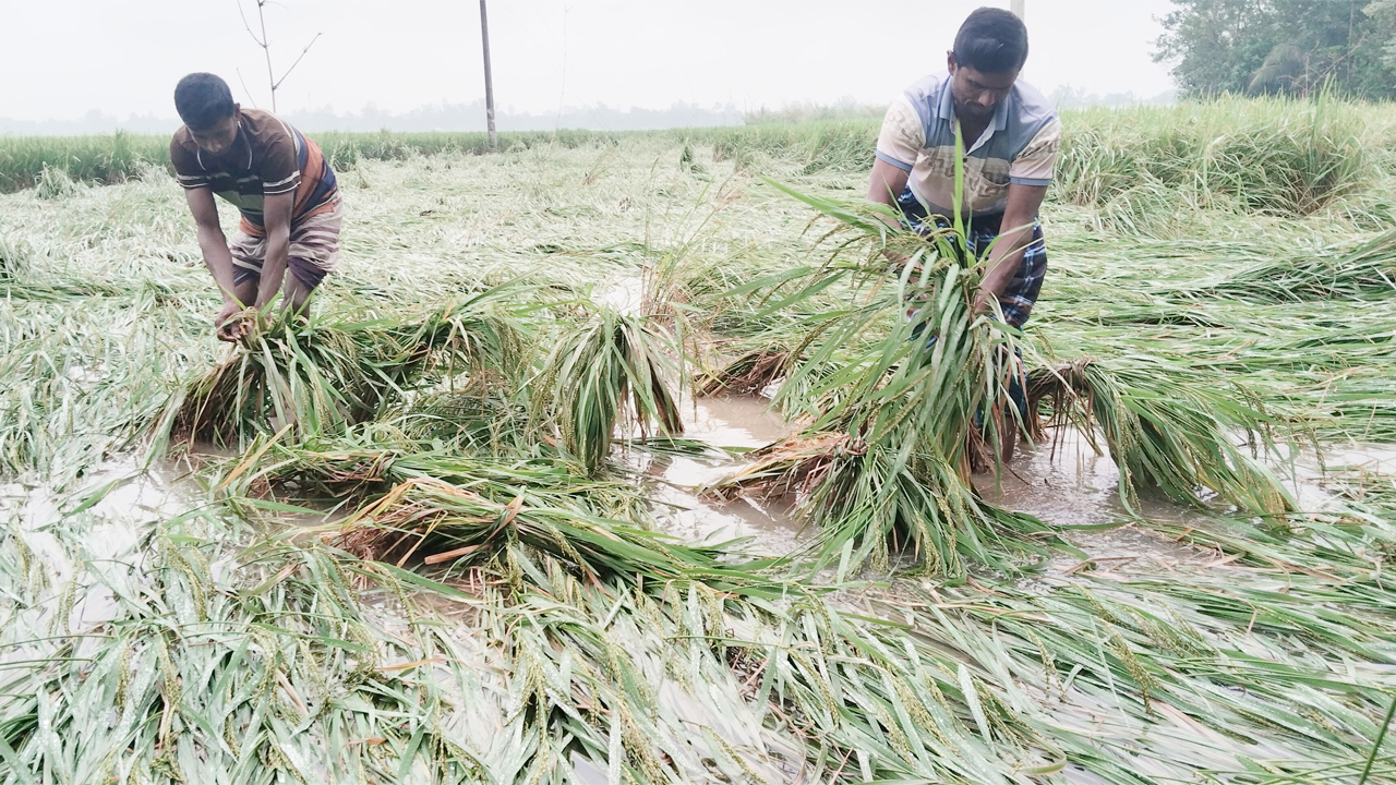ধুনটে তলিয়ে যাওয়া পাকা ও আধাপাকা আমন ধান।