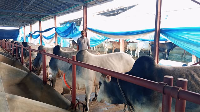 কোরবানির গরু