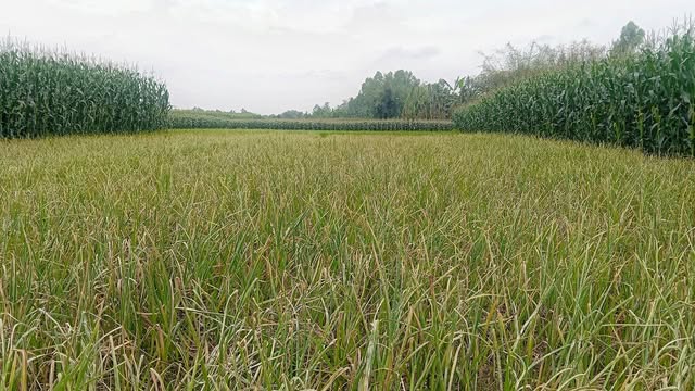 রসুন ক্ষেতে বিষ স্প্রে