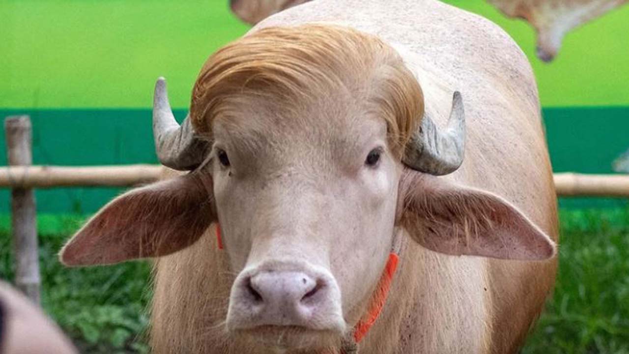 বাংলাদেশ জাতীয় চিড়িয়াখানায় রাখা হয়েছে মহিষটি