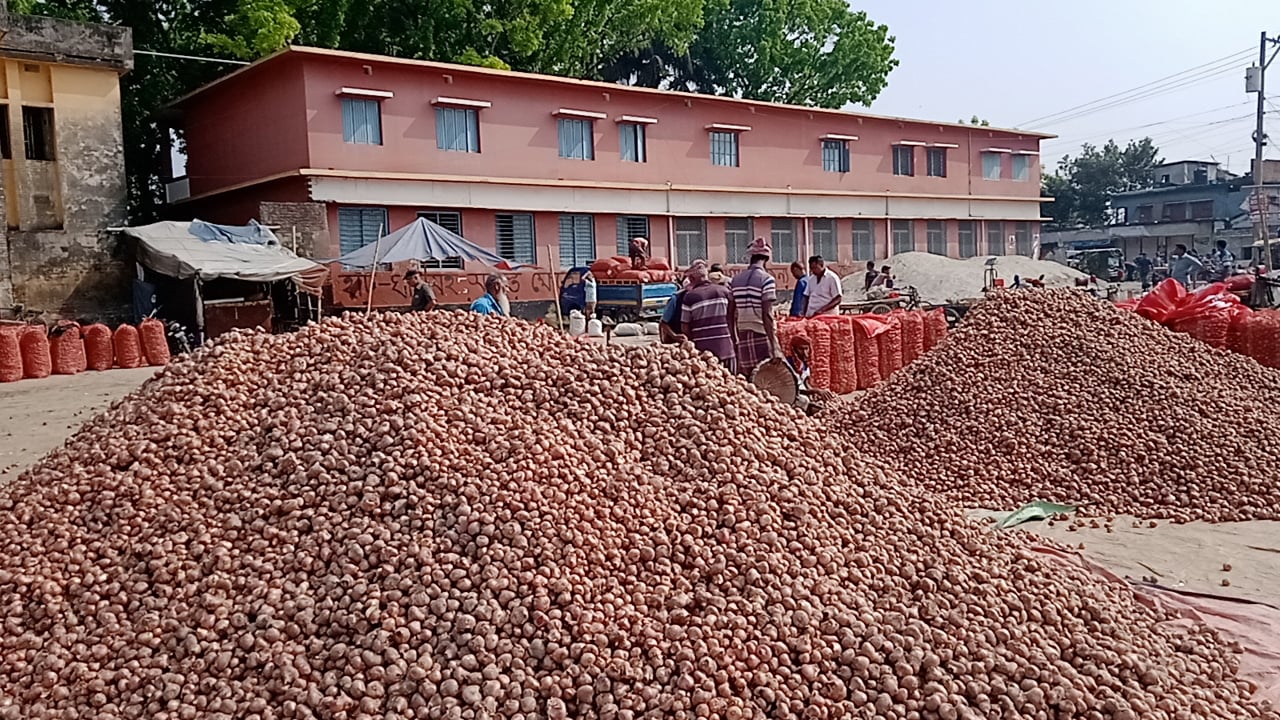 বাজারে সরবরাহের জন্য পেঁয়াজ বস্তায় ভরা হচ্ছে