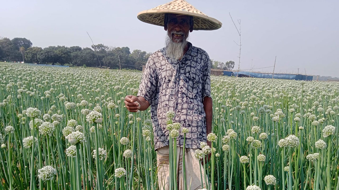 পেঁয়াজ বীজের ক্ষেত পরিচর্যা করছেন কৃষক