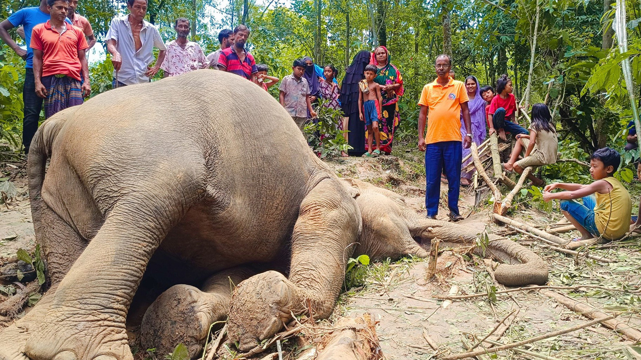 নালিতাবাড়ীতে বিদ্যুতের তারে জড়িয়ে হাতির মৃত্যু