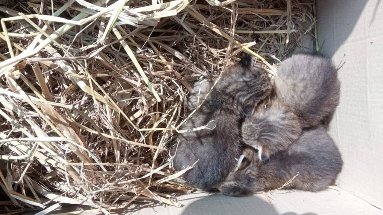 মেছো বিড়ালের বাচ্চা।