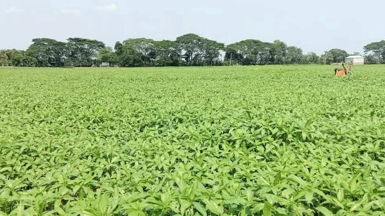 পাটের বিস্তীর্ণ আবাদ