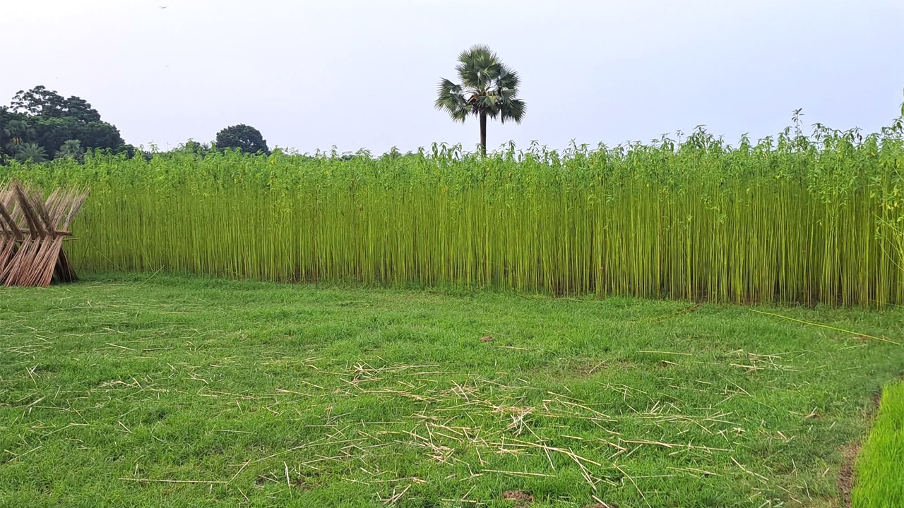 পাট ক্ষেত